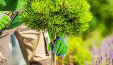 Pimentel Tree Services