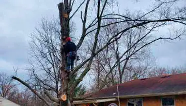 Pimentel Tree Services