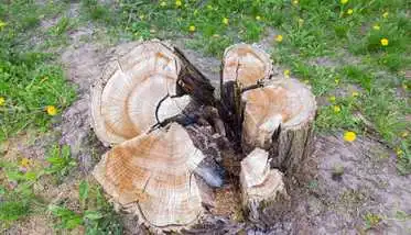 Pimentel Tree Services