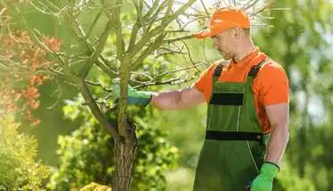 Pimentel Tree Services