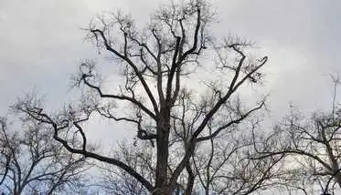 Pimentel Tree Services